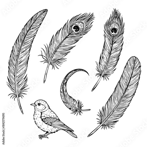 A drawing of a bird and feathers with a bird in the center. The feathers are drawn in black and white