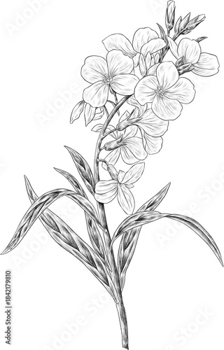 Photos wallflower illustration