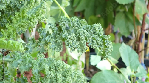  kale plants growing in pots