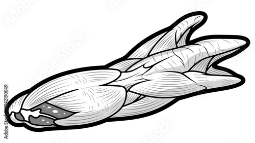 hand drawn vector illustration of an eagle