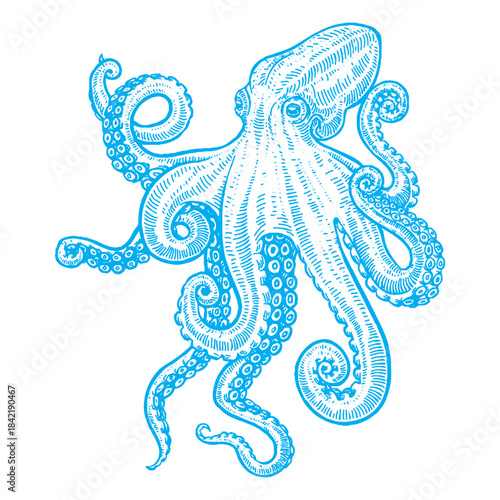 Octopus