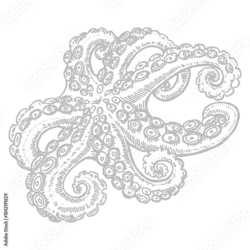 Octopus
