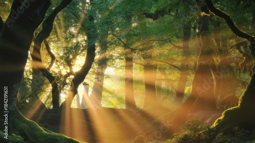 Ethereal Sunlight Rays Filter Through Ancient Forest Trees, Symbolizing Spiritual Growth and Hidden Paths Concept.
