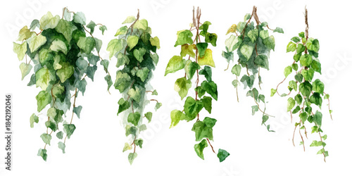 Four cascading hanging plants with lush green leaves against a clean white background