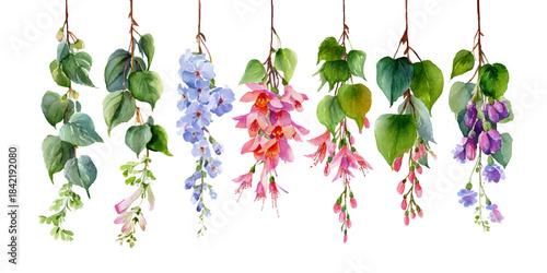 Delicate wisteria flowers in shades of purple pink and green hanging against a white background
