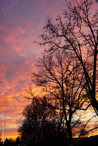 Beautiful colorful sunset through trees