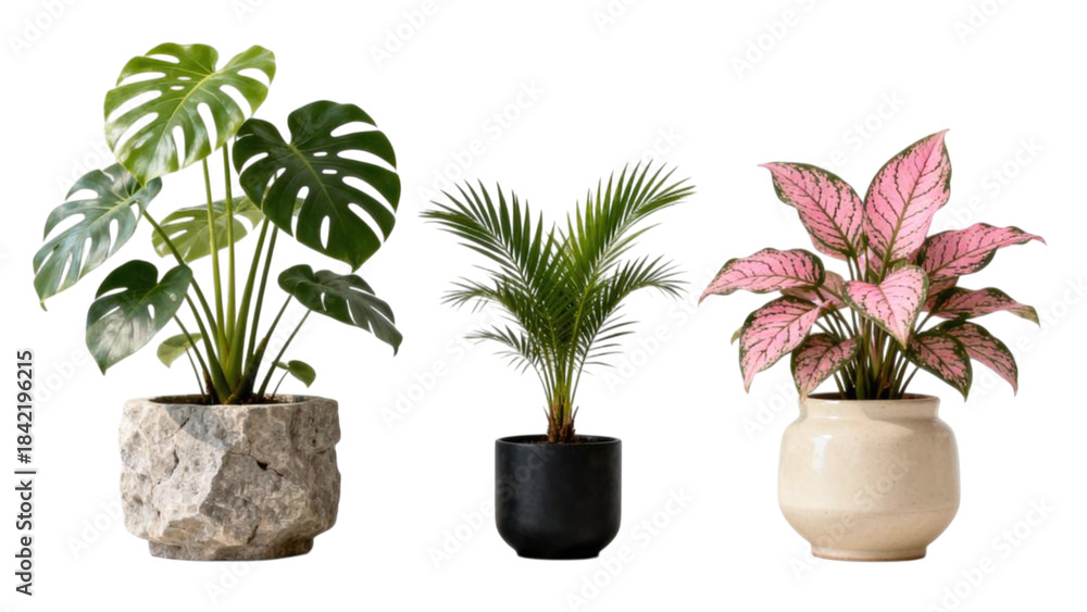 Fototapeta premium Set of indoor green plants in decorative ceramic pots for modern interior design, isolated on white background, natural houseplants for bedroom and living room decor, minimalist botanical collection