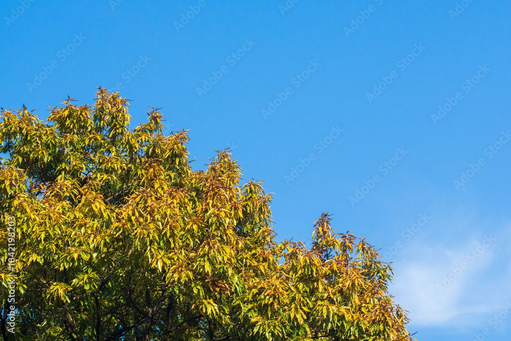 Obraz premium 冬の澄んだ青空と雲と木16