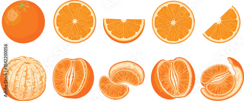 A highly detailed vector collection of fresh citrus fruits, including whole oranges, peeled mandarins, and various cross-sections, ideal for food packaging and healthy lifestyle designs