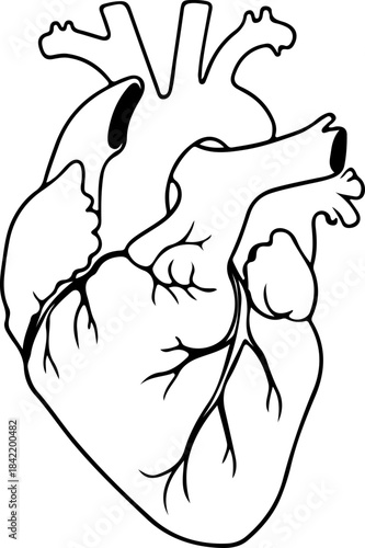 Detailed anatomical outline illustration of a human heart, representing health, biology, and cardiology concepts