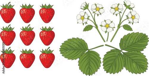  A detailed vector set of realistic, ripe red strawberries, fresh green leaves, and delicate white strawberry blossoms, ideal for food packaging design and seasonal patterns