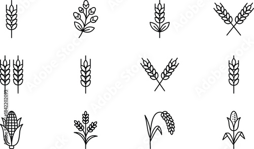 Agricultural crop icons, wheat stalks, corn plant, rice grains, cotton boll, food farming symbols, botanical line vector set