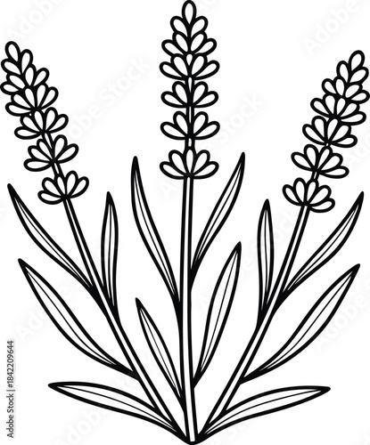 Outline illustration of three lavender flower stems with delicate leaves