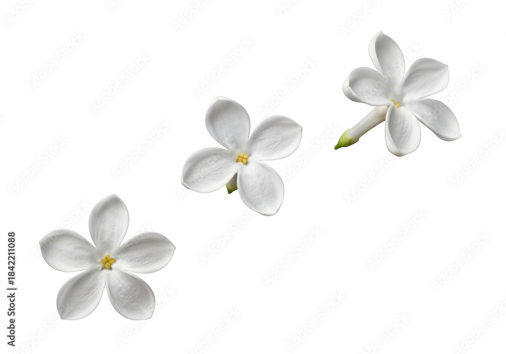 Fototapeta premium Three delicate white jasmine flowers isolated on a transparent background, showcasing their intricate petals and natural beauty
