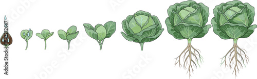 Detailed Vector Illustration of Cabbage Plant Growth Stages from Seed to Mature Head with Roots, Perfect for Agriculture, Gardening, and Educational Diagrams.