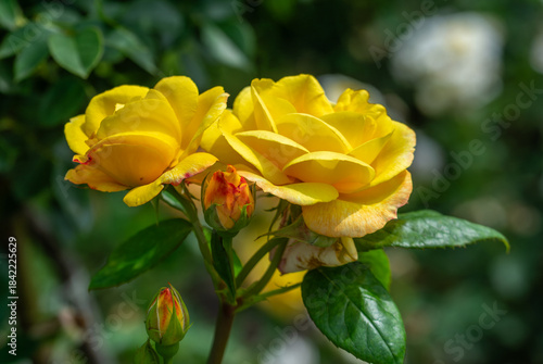 Yellow roses blooming outdoors in the garden. Beautiful flowers.