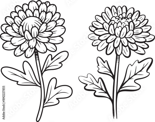 Chrysanthemum flowers black outline set, hand drawn vector floral elements with line art