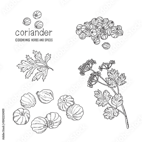 Hand-drawn coriander with a line art engraved style.