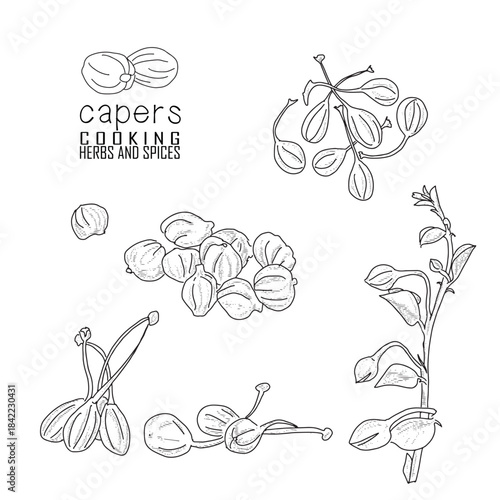 Hand-drawn capers with a line art engraved style.