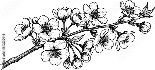 vector engraved illustration blooming cherry blossom cluster for floral decoration and vintage artwork