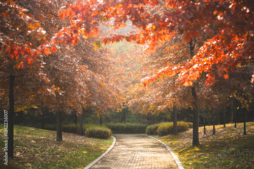 공원의 단풍나무 사이로 나있는 산책로