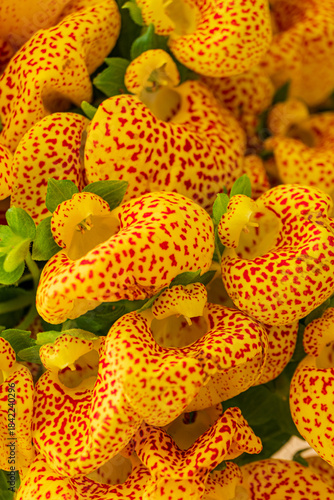 Clusters of unique yellow flowers with red spots bloom, adding a splash of color to a green garden