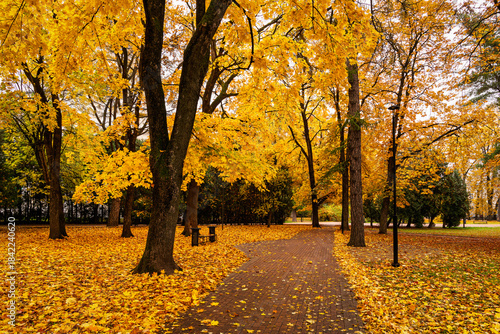 Park alley with bright yellow foliage and paved path on cloudy day. Beautiful autumn landscape, embracing the concept of nature's transformation and a walk in the fresh air. Golden autumn.