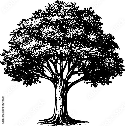 Vintage Line Drawing of Large Rounded Nut Tree Crown