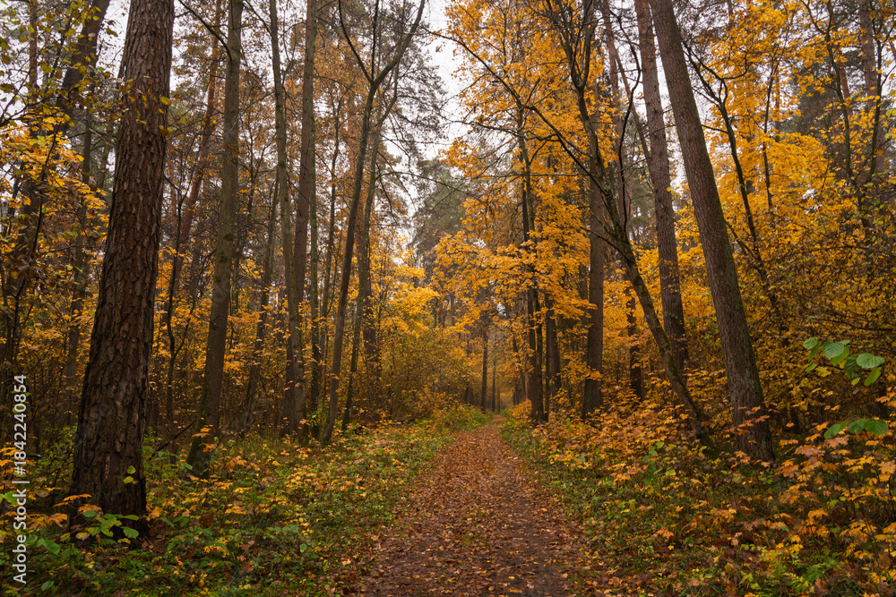Fototapeta premium Forest path in autumn through tall pines and maple trees with golden yellow foliage. Natural beauty and tranquility perfect for background image and travel concept. Golden autumn.