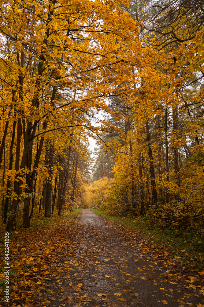 Fototapeta premium Empty road winding through vibrant autumn forest with tall trees and golden foliage. Nature landscape for background or design element.