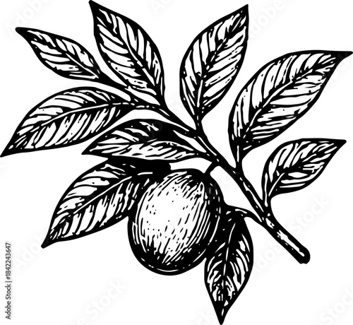 Vintage Line Drawing of Branch with Single Closed Nut and Leaves