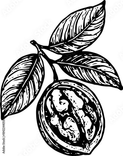 Line Art of Half-Sectioned Walnut on Branch with Green Leaves