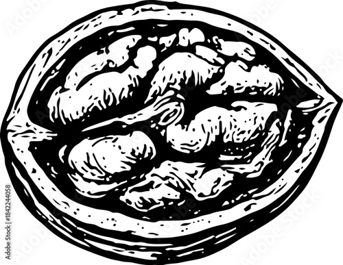 Black Ink Drawing of Open Walnut Shell Revealing Multiple Kernels