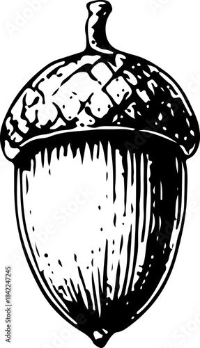 Black and White Vector of Single Acorn with Textured Cap Drawing