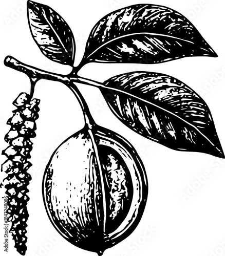 Vintage Sketch of Branch with Catkin, Leaves, and Half Walnut Open