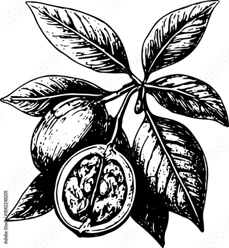 Hand Drawn Black and White Line Art of Tall Oak Tree Illustration