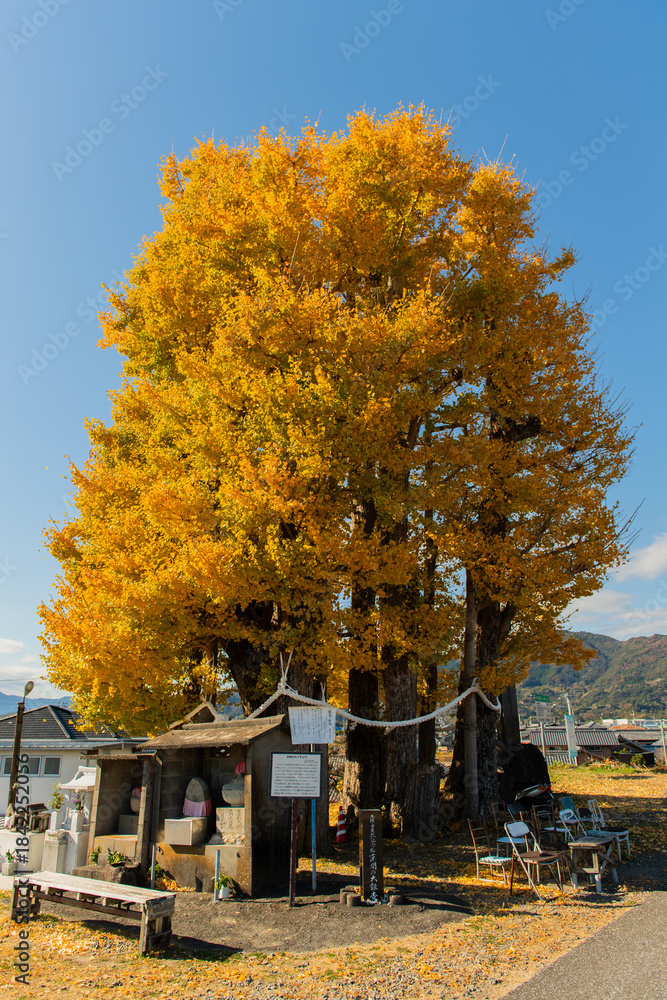 Naklejka premium 京間の大イチョウ