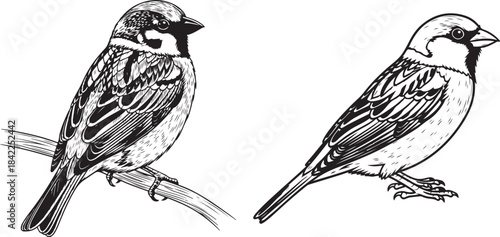 Detailed line art of a sparrow perched on a branch, Sparrow Bird Vector Illustration – Detailed Hand-Drawn Line Art.
