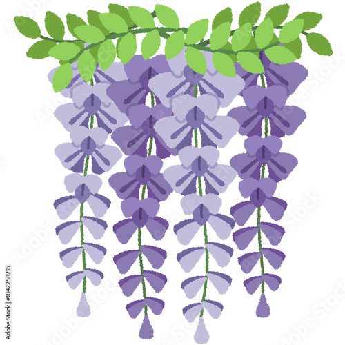 藤（フジ）の花のイラスト
