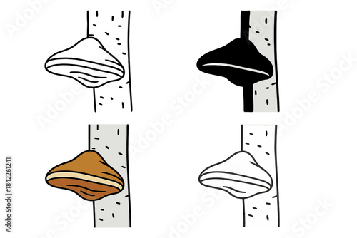 Birch Fungus Styles. Single birch bracket fungus attached to a smooth white bark, viewed from the side showing its curvature and