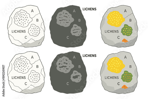 Lichen Biodiversity Mapping. Rock slab with various lichen species marked in zones, clean mapping concept of biodiversity through