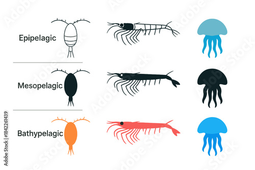 Zooplankton Silhouette Display. Simplified silhouettes of various zooplankton forms—copepod, krill, jelly—arranged by depth zone,