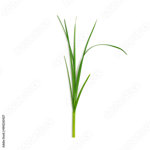 Wallpaper Mural Single Blade of Green Grass or Chive Isolated on White Torontodigital.ca