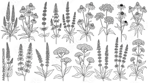 Detailed Collection of Hand-Drawn Botanical Illustrations Medicinal Herbs, Wildflowers, and Natural Flora Sketches