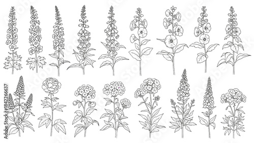 Collection of various flowering plants in botanical illustration style