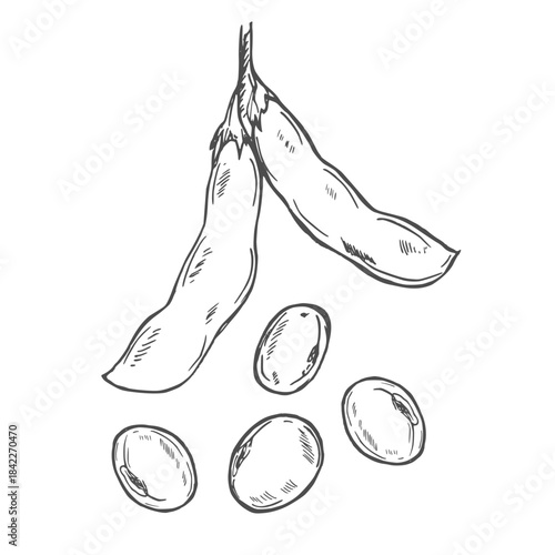 Soy bean, Soybean vector illustration. Soybean engraving isolated on white background.