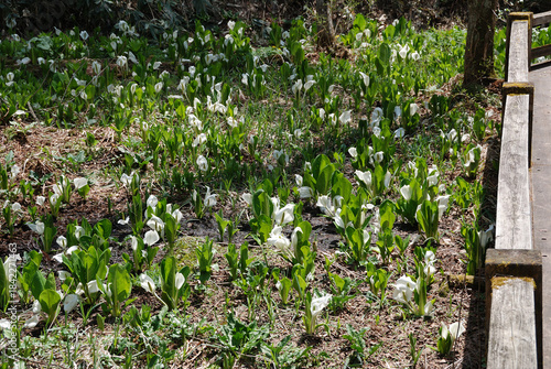A view of the skunk cabbage colonies at their peak from the boardwalk in the marshland of the natural park (Togakushi Plateau in early summer) / 自然園に広がる湿原の木道から眺める見ごろを迎えたミズバショウ(水芭蕉)の群生の様子(初夏の戸隠高原)