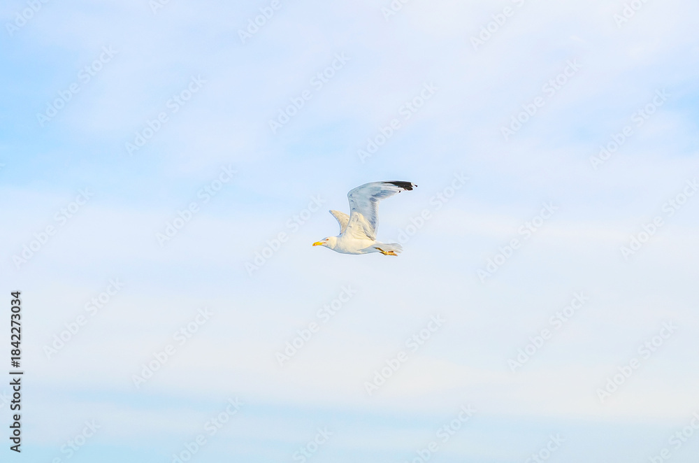 Obraz premium A lone seagull soars gracefully through a vast expanse of pale blue sky with wispy clouds