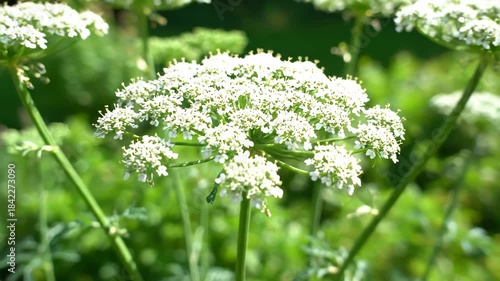 Delicate white coriander flowers (Coriandrum sativum) blooming in a sunny organic garden. Close-up of cilantro umbels with lush green foliage background. Beautiful botanical scenery showcasing herbal 
