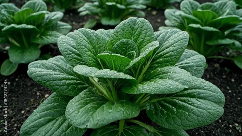 Fresh green bok choy growing in organized rows on fertile farmland. Healthy leafy vegetables thrive under natural daylight, symbolizing organic farming, sustainable agriculture, and fresh food product
